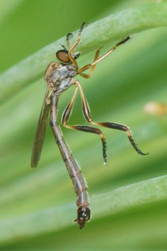 Réf. 284 608 : Leptogaster sp.